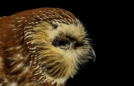 Aegolius acadicus, the Norther Saw-whet owl.  Look at the different feathers that occur around the eye and around the facial disk to increase their ability to hear, but not loose heat.  This one unfor