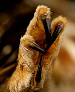 Feet of death for small insects and mammals. Aegolius acadicus, the Norther Saw-whet owl. This one unfortunately ran into a building in downtown DC at night while migrating. Picked up by Lights o photo