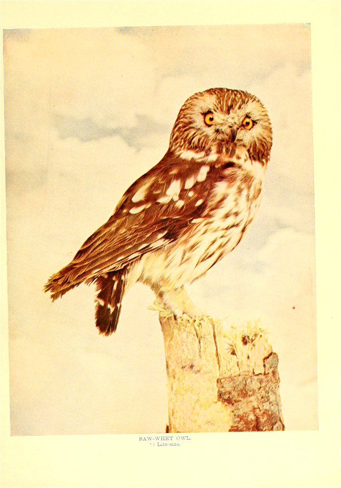 -,s&rr:i;i:x:am 
SAW-WHET OWL. 

.i '7 Life-size.
