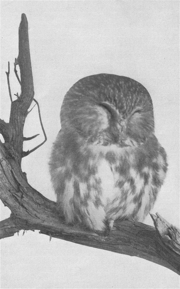 Photograph of a Saw-Whet Owl, captured in Washington, D.C.