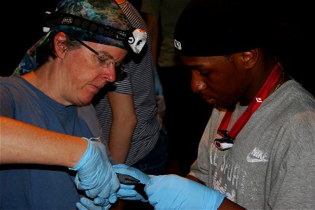 NH Fish and Game Department biologist Emily Burnkhurst and Boston University technician Leon Spencer apply wing band to little brown bat. The band will help biologists and researchers identify individ photo