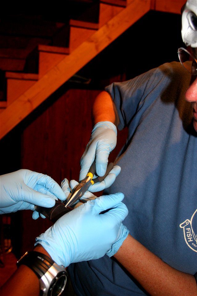 Biologist applies wing band to little brown bat. The band will help biologists and researchers identify individual bats from year to year.

photo credit: USFWS/Ann Froschauer