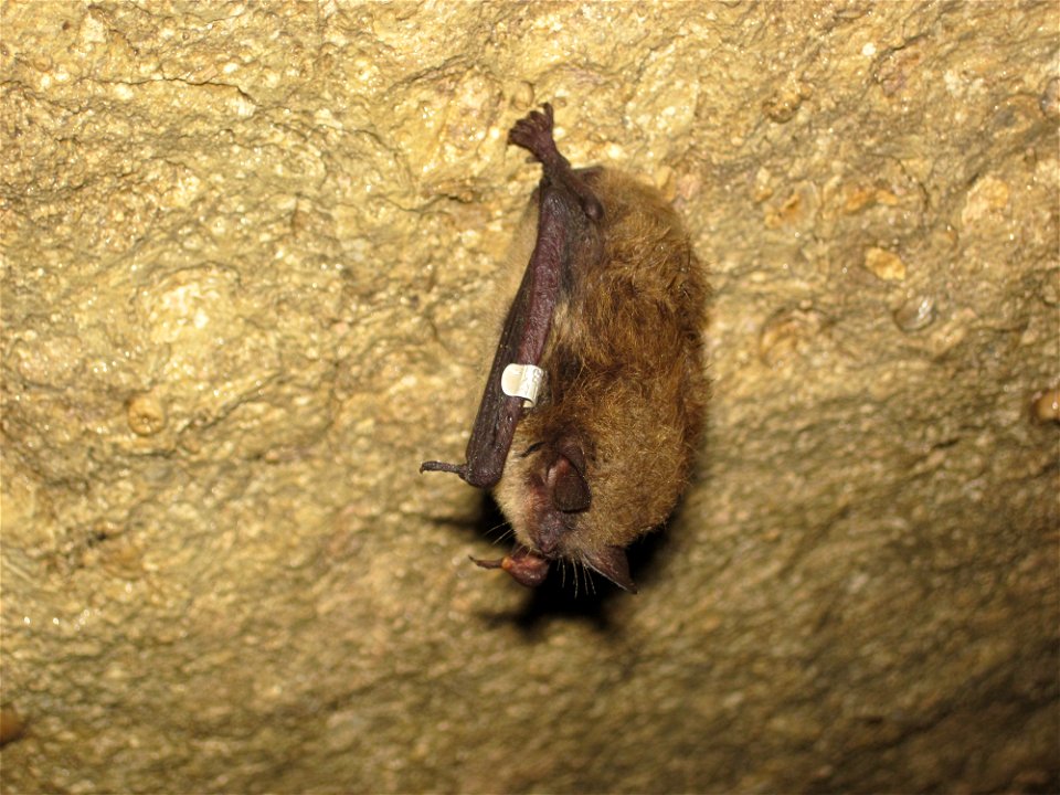 A banded little brown bat, hibernating on a cave wall
