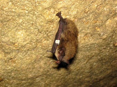 A banded little brown bat, hibernating on a cave wall