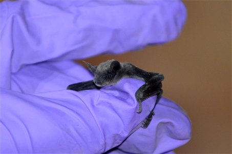 Recently born little brown myotis (Myotis lucifugus) in maternity colony within Yellowstone National Park photo