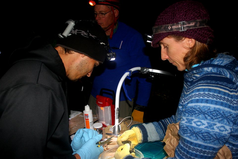 A student prepares to band a little brown bat held by Vermont Department of Fish and Wildlife biologist Alyssa Bennett. In the background is retired New York Department of Environmental Conservation b