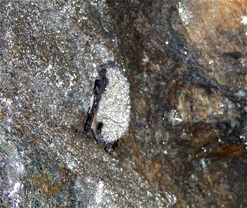 Little brown bat with white-nose syndrome in Greeley Mine, Vermont, March 26, 2009 Credit: Marvin Moriarty/USFWS photo