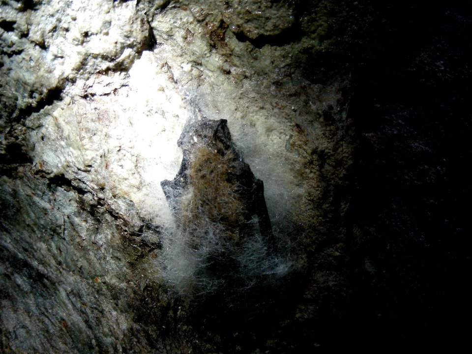 Little brown bat with white-nose syndrome in Greeley Mine, Vermont, March 26, 2009


Credit: Marvin Moriarty/USFWS