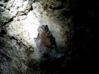 Little brown bat with white-nose syndrome in Greeley Mine, Vermont, March 26, 2009 Credit: Marvin Moriarty/USFWS photo