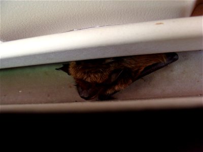 Little brown bat (Myotis lucifugus) in summer roost - the eaves of a house in Pennsylvania photo