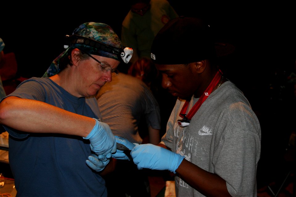 NH Fish and Game Department biologist Emily Burnkhurst and Boston University technician Leon Spencer apply wing band to little brown bat.

photo credit: USFWS/Ann Froschauer