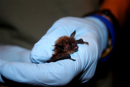 Biologist holds little brown bat. photo credit: USFWS/Ann Froschauer photo