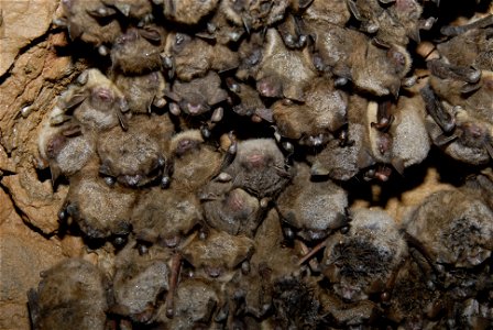 Close-up of clustered bat noses (mixed Indiana bat and little brown bat cluster). Note the presence of glistening moisture on many of the bats’ fur.  This was taken before White-nose Syndrome was disc