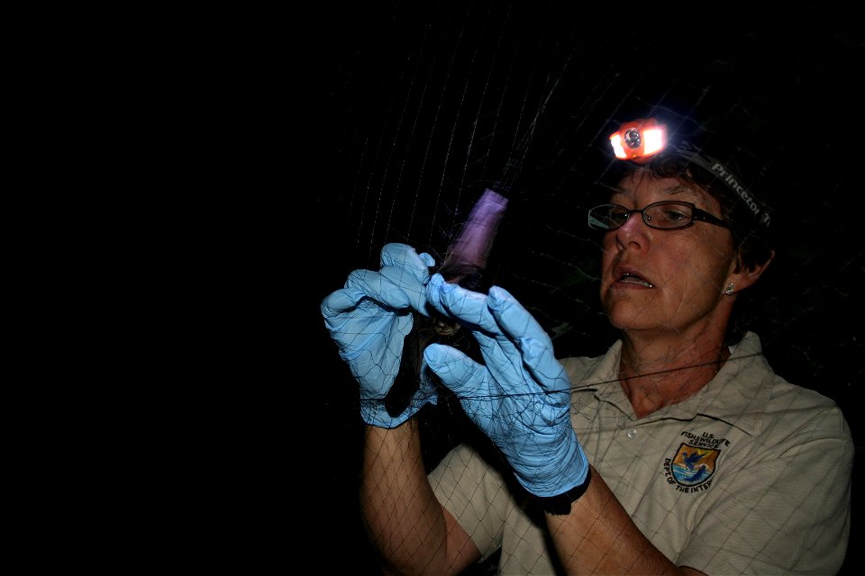 USFWS endangered species biologist Susi von Oettingen removes a little brown bat from a mist net

photo credit: Ann Froschauer/USFWS