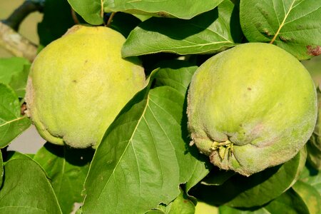 Plant pome fruit fluffy