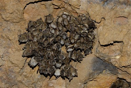 Image title: Myotis lucifugus
Image from Public domain images website, http://www.public-domain-image.com/full-image/fauna-animals-public-domain-images-pictures/bats-pictures/cluster-of-little-brown-b