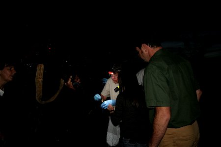 CBS News Anchorwoman Betty Nguyen and VT DFW Commissioner Patrick Berry look on as USFWS endangered species biologist Susi von Oettingen inspects a little brown bat.

photo credit: Ann Froschauer/USFW