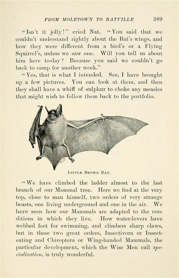 Four-footed Americans and their kin /  by Mabel Osgood Wright ; edited by Frank M. Chapman ; illustrated by Ernest Seton Thompson.