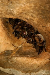 Healthy little brown bats in Mt. Aeolus Cave

photo credit: Ann Froschauer/USFWS