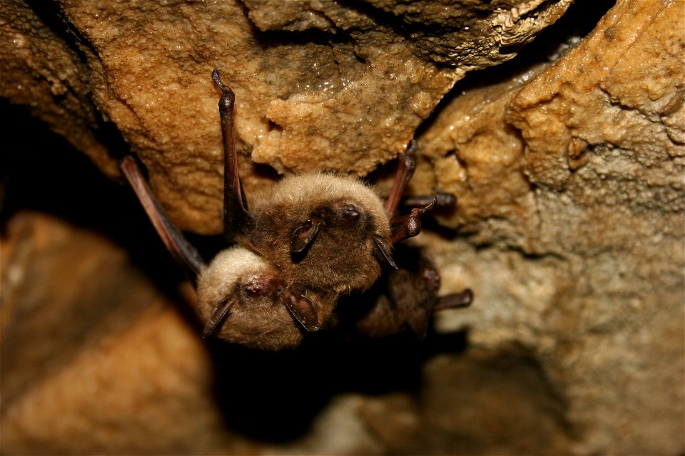 Healthy little brown bats in Mt. Aeolus Cave

photo credit: Ann Froschauer/USFWS