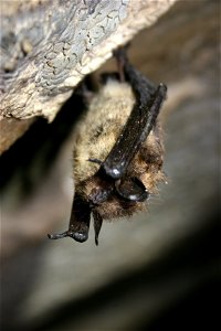 Healthy little brown bat in Mt. Aeolus Cave

photo credit: Ann Froschauer/USFWS
