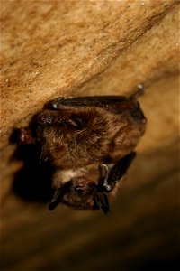 Healthy little brown bats in Mt. Aeolus Cave

photo credit: Ann Froschauer/USFWS