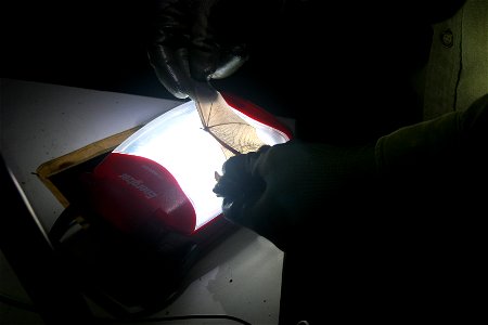 Biologists check bats for signs of white-nose syndrome, which can cause lesions on wings.
Photo credit: Keith Shannon/USFWS

Follow USFWS Northeast on social at www.facebook.com/usfwsnortheast and twi