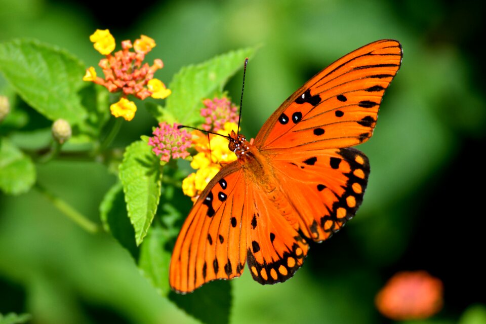 Beauty nature butterfly garden