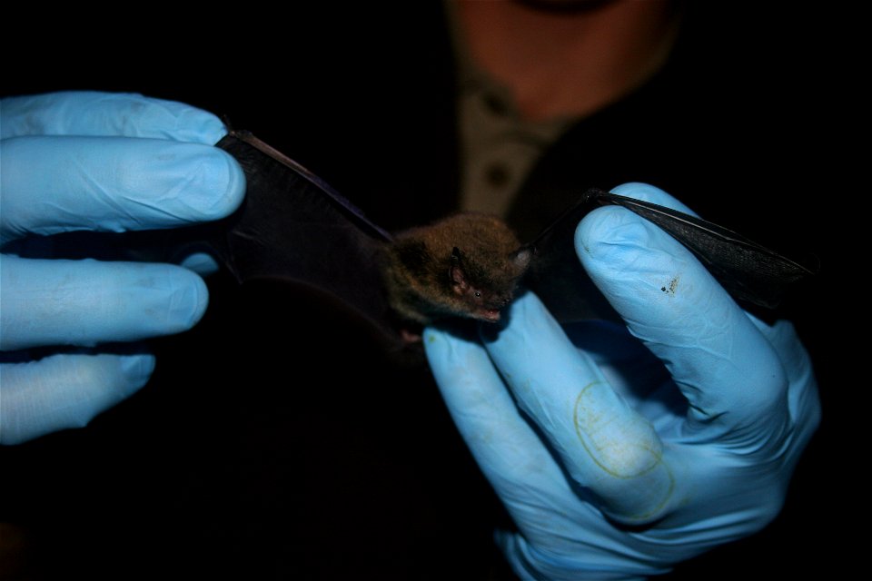 U.S. Fish and Wildlife Service National White-Nose Syndrome Assistant Coordinator Jonathan Reichard shows the wings of a little brown bat.
Photo credit: Keith Shannon/USFWS

Follow USFWS Northeast on 