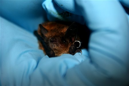 Little brown bat with wing band. photo credit: USFWS/Ann Froschauer photo