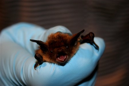 USFWS biologist holds little brown bat. photo credit: USFWS/Ann Froschauer photo