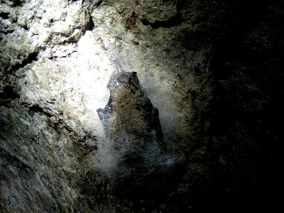 Image title: Little brown bat affected by white nose syndrome Image from Public domain images website, http://www.public-domain-image.com/full-image/fauna-animals-public-domain-images-pictures/bats-pi photo