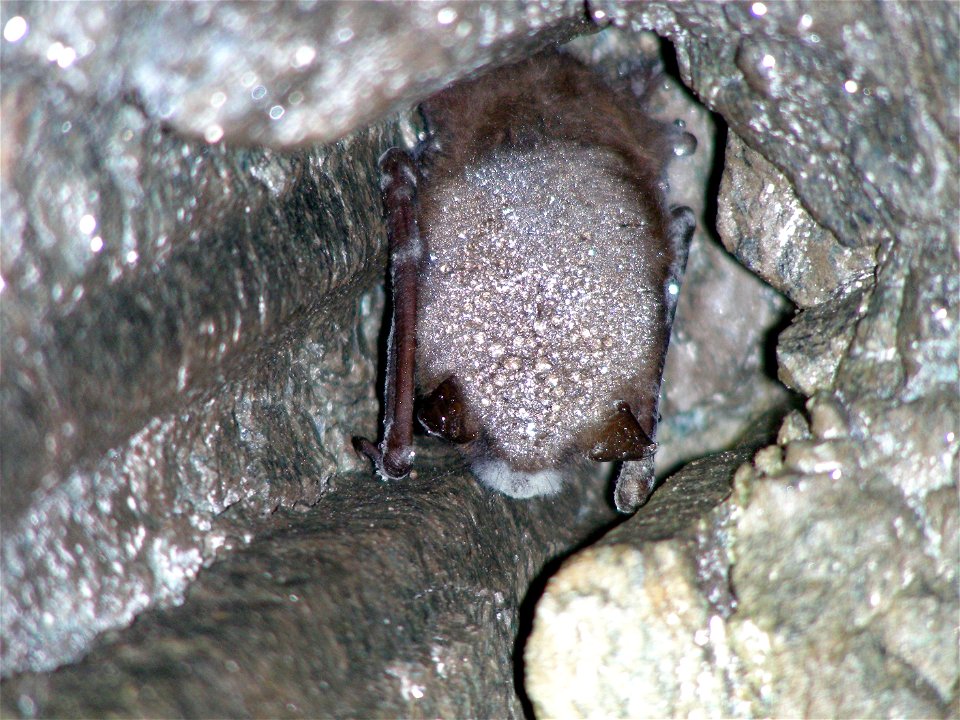 Little brown bat with white-nose syndrome in Greeley Mine, Vermont, March 26, 2009


Credit: Marvin Moriarty/USFWS
