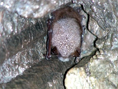 Little brown bat with white-nose syndrome in Greeley Mine, Vermont, March 26, 2009 Credit: Marvin Moriarty/USFWS photo