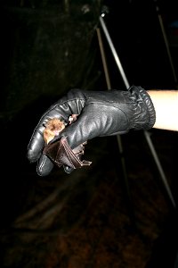 Biologist holds a little brown bat captured in a harp trap.

photo credit: USFWS/Ann Froschauer