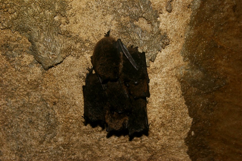 Little brown bats at Aeolus Cave.
Photo credit: Keith Shannon/USFWS

Follow USFWS Northeast on social at www.facebook.com/usfwsnortheast and twitter.com/USFWSNortheast
