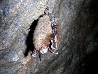 Image title: Little brown bat displaying white nose syndrome discovered at greeley mine Image from Public domain images website, http://www.public-domain-image.com/full-image/fauna-animals-public-doma photo