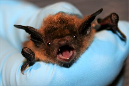 USFWS biologist holds little brown bat photo