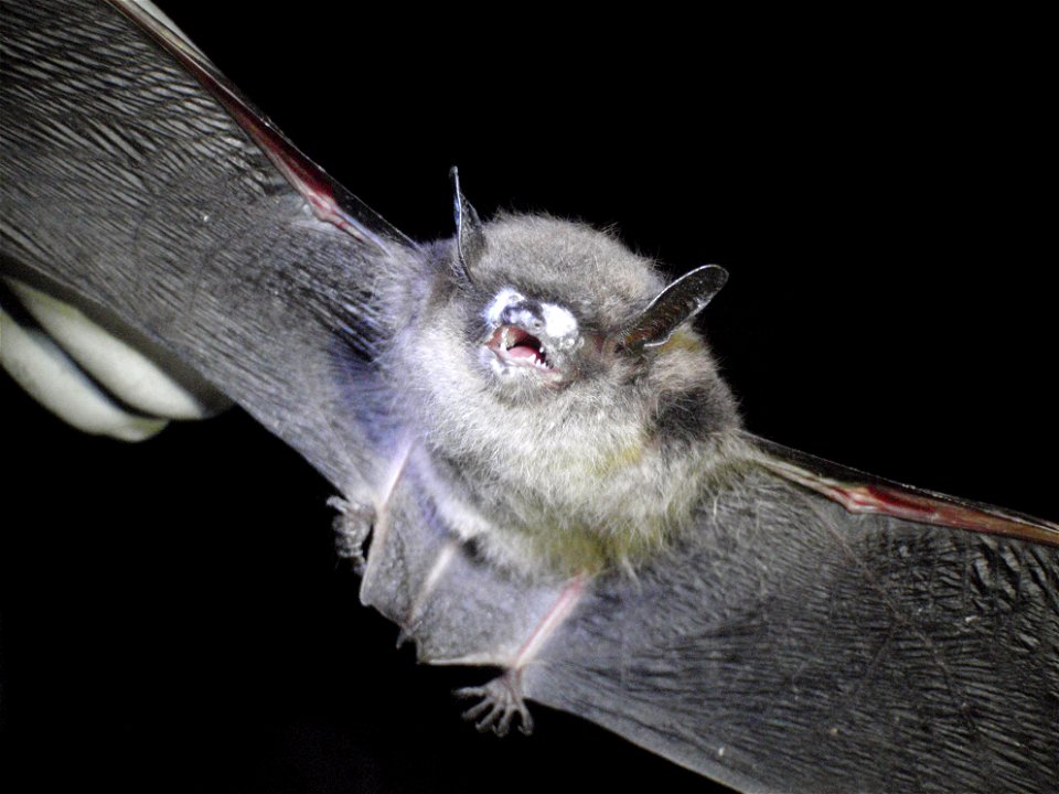 This little brown bat found in the Avery County mine shows the classic symptom of white-nose syndrome - the white tufts of fungal growth on its muzzle.
Credit: Gabrielle Graeter/NCWRC

www.fws.gov/whi
