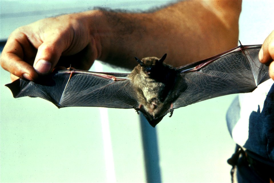 Note: this is indicated as a big brown bat if you search in the en:United States Fish and Wildlife Service website at [1] using the keywords "big brown bat".  
In a FWS newsletter, however, this is de