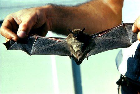 Note: this is indicated as a big brown bat if you search in the en:United States Fish and Wildlife Service website at [1] using the keywords "big brown bat". In a FWS newsletter, however, this is de photo