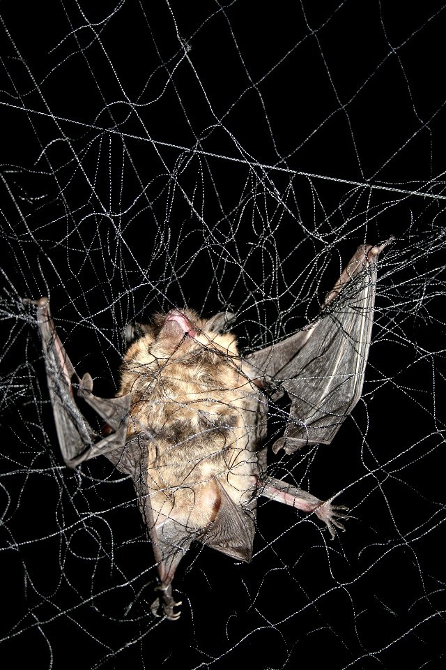 little brown bat (Myotis lucifugus)

photo credit: Ann Froschauer/USFWS