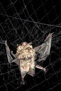 little brown bat (Myotis lucifugus) photo credit: Ann Froschauer/USFWS photo