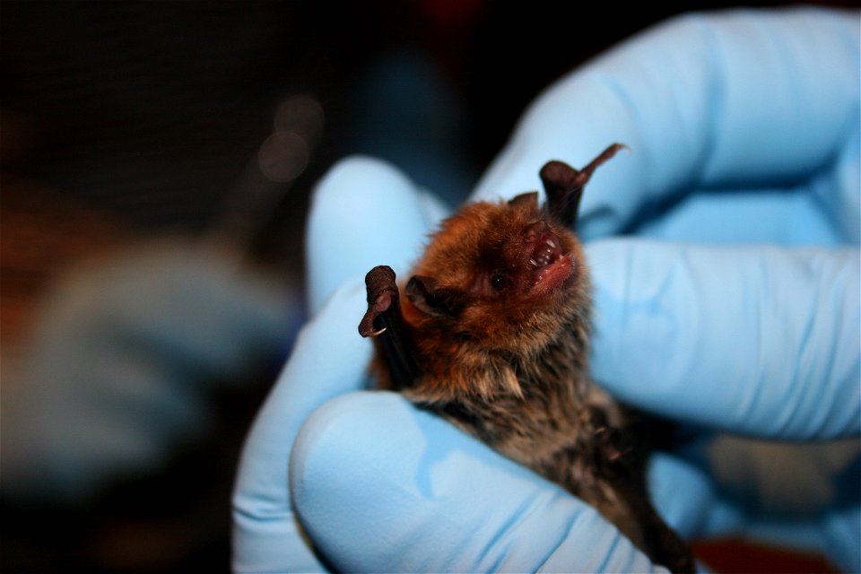 Little brown bat with frostbite damage to ears.

photo credit: USFWS/Ann Froschauer