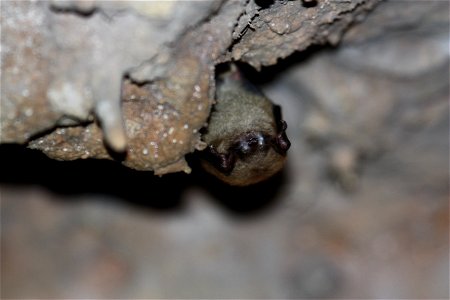 Little brown bat with visible fungus collected at Onondaga Cave 

Photo credit: MDC/Shelly Colatskie