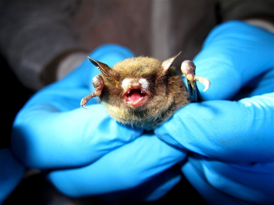 Note the white deposit, likely growth of Geomyces destructans, on this adult male Myotis lucifugus (little brown bat) at a hibernaculum in Hardin County, Illinois. Samples of this fungal growth are pr