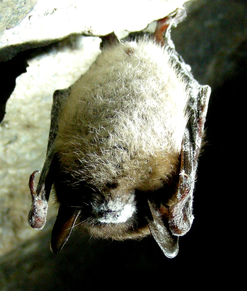 Little brown bat with white-nose syndrome in Greeley Mine, Vermont, March 26, 2009.
