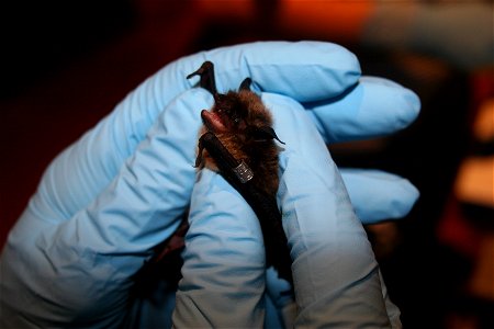 Little brown bat with wing band. The band will help biologists and researchers identify individual bats from year to year. photo credit: USFWS/Ann Froschauer photo