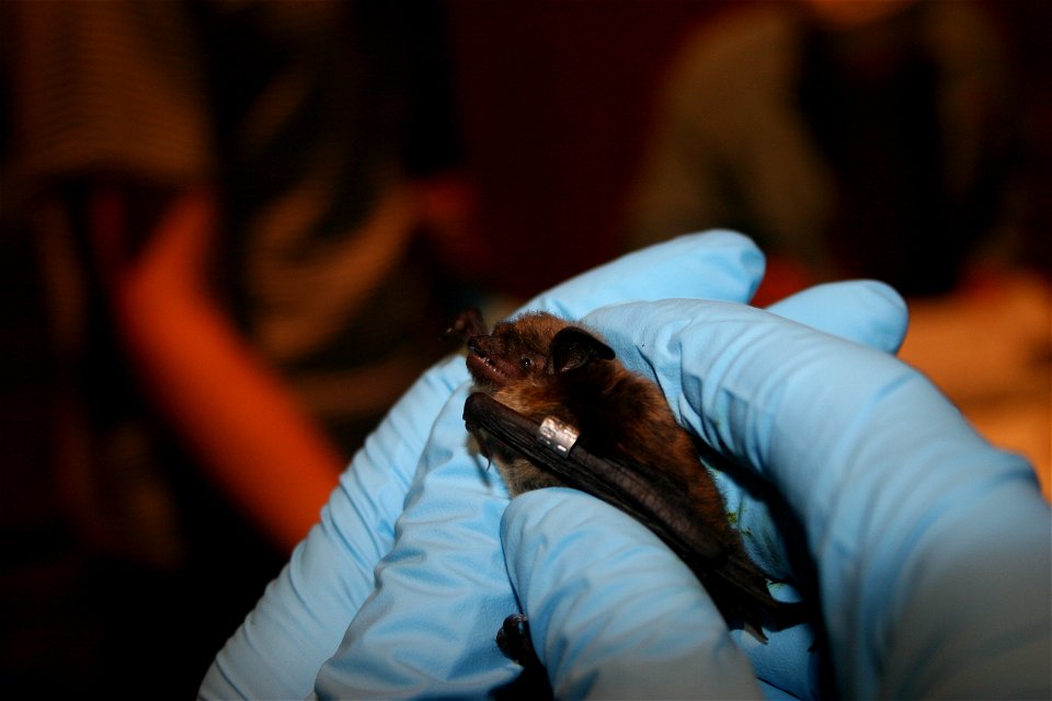 Little brown bat with wing band. The band will help biologists and researchers identify individual bats from year to year.

photo credit: USFWS/Ann Froschauer