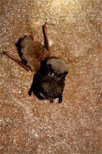Little brown bat with WNS

photo credit: MDC/Shelly Colatskie